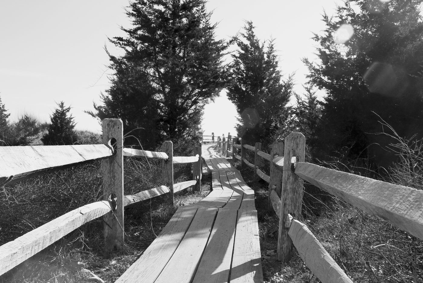 Wooden boardwalk path winding through trees, Cape Cod